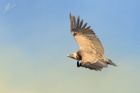 Sup belohlavy - Gyps fulvus - Eurasian Griffon 3547